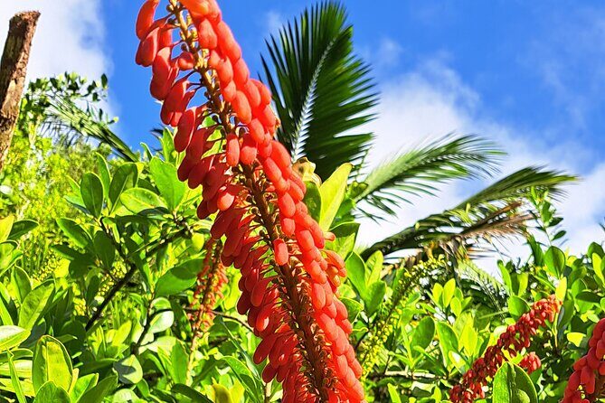 Island Tour (Food and Drinks include) - The Sum Up