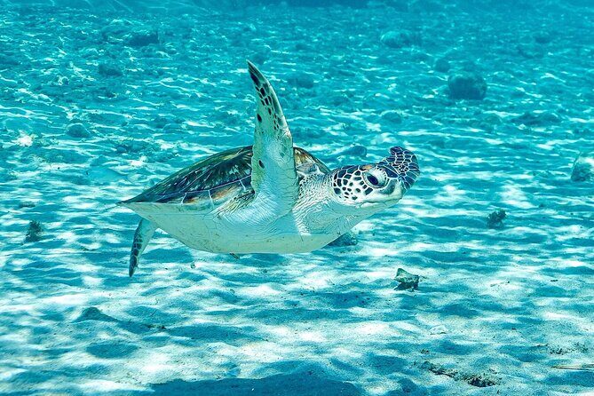 Island Treasures: Caves, Turtles and Turquoise Beach Break - Landhuis Jan Kok and Flamingo Sightings: Bonus Sights