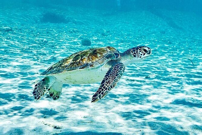 Island Treasures: Caves, Turtles and Turquoise Beach Break - Transport, Timing, and Group Size