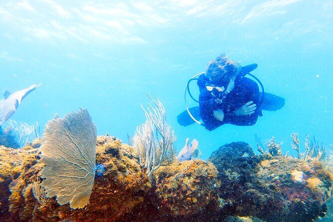 Island Wreck and Reef Scuba Excursion - The Price and Value