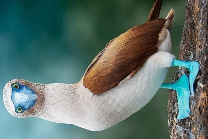 Islas Marietas PRIVATE enter hidden beach 100% GUARANTEED - Who Will Love This Tour?