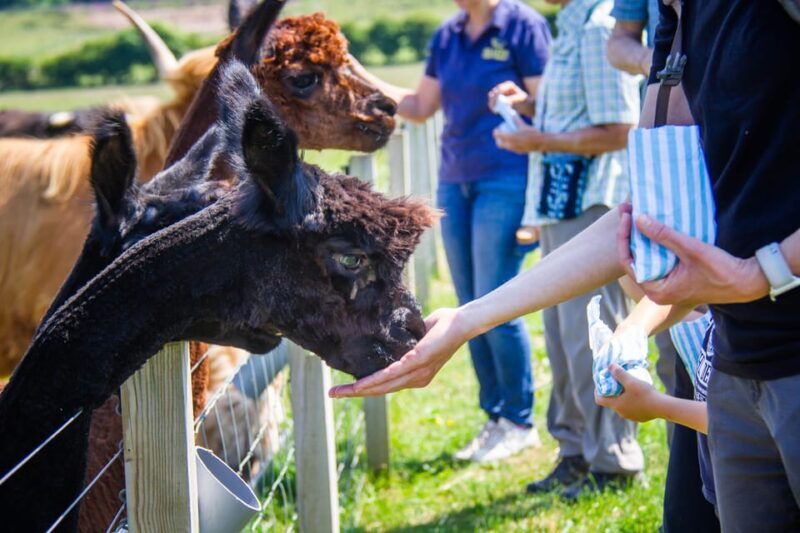 Isle of Arran: Farm Experience Entry Ticket - Arrival and Welcome