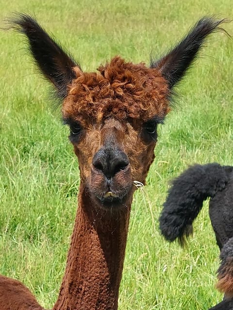 Isle of Arran: Farm Experience Entry Ticket - Practical Details