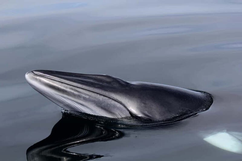 Isle of Mull: Guided Wildlife Watch at Glengorm Castle - A Closer Look at the Experience