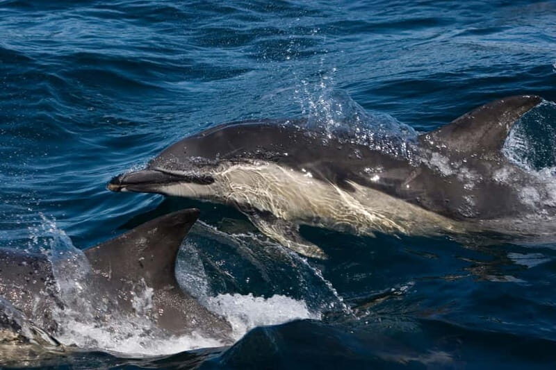 Isle of Mull: Guided Wildlife Watch at Glengorm Castle - Authentic Experiences Shared by Travelers