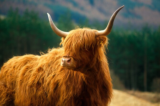 Isle of Skye Full Day Private Tour From Inverness - Tour Reviews