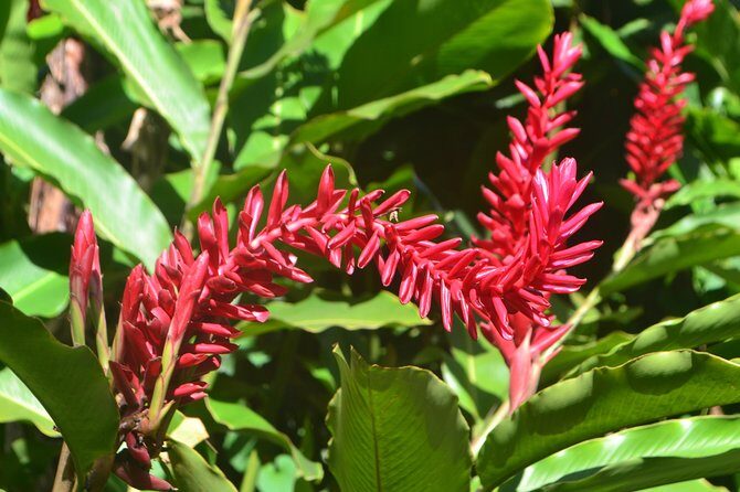 Isle of Spice Adventure Tour - What You Can Expect from the Tour