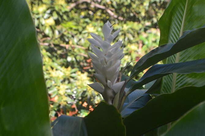 Isle of Spice Adventure Tour - Practical Tips and Considerations