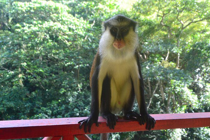 Isle of Spice Adventure Tour - Authentic Experiences and Local Flavor