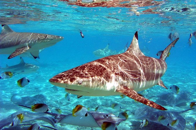 Istanbul Aquarium and Aqua Florya Independent Shopping Trip - Tour Accessibility and Booking