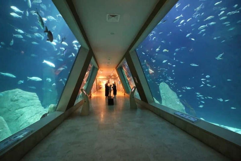 Istanbul: Aquarium Ticket and Round Trip Shuttle from Taksim - A Detailed Look at What to Expect