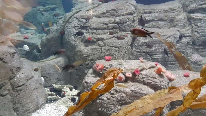 Istanbul: Aquarium Ticket and Round Trip Shuttle from Taksim - Who Should Consider This Tour?
