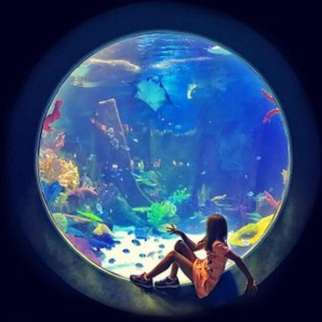 Istanbul: Aquarium Ticket with Shuttle Bus from Sultanahmet - Final Thoughts: Is it Worth It?