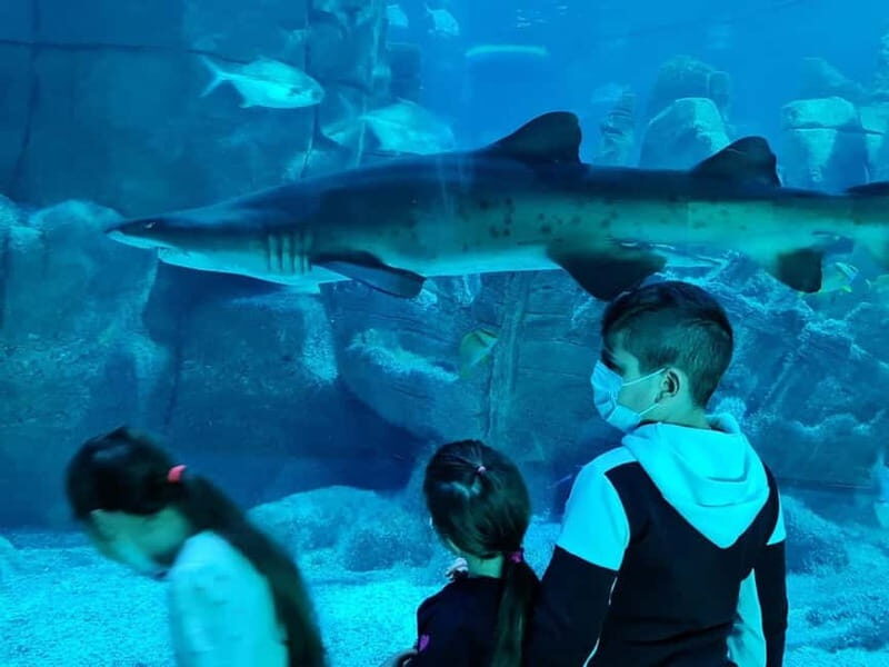 Istanbul: Aquarium Ticket with Shuttle Bus from Sultanahmet - Frequently Asked Questions