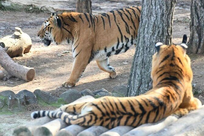Istanbul Lake Sapanca Tour with Lunch and Transfer - Stop 2: Masukiye Şelale (Waterfall) – 1 Hour