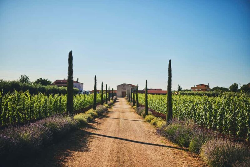 Istria: Pervino wine tasting - Key Points