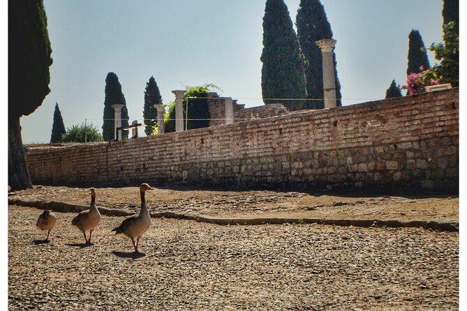 Italica 2-Hour Private Guided Tour From Seville - Customer Reviews