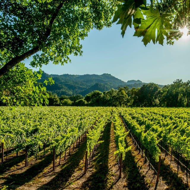 Itria valley: Wine and Olive Oil Tour and Tasting - Exploring the Experience in Detail