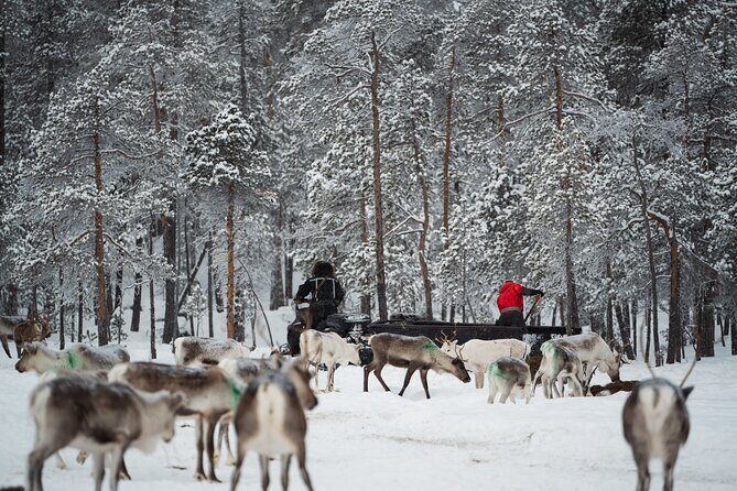 Ivalo: A Day in the Life of Reindeer Herders - A Detailed Look at the Experience