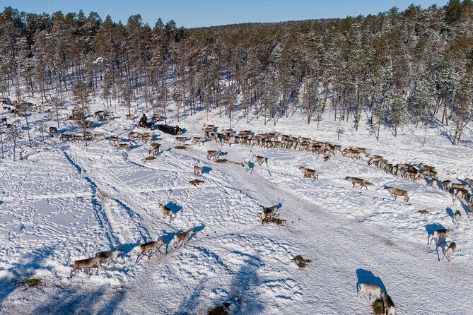 Ivalo: A Day in the Life of Reindeer Herders - Who Should Consider This Tour?