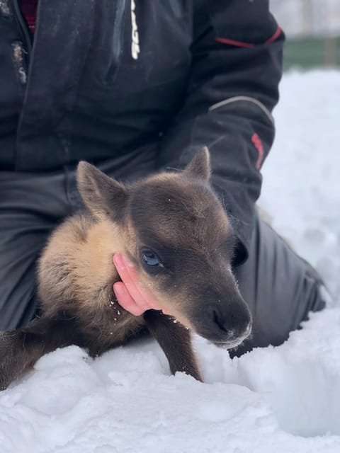 Ivalo: Magical Moments at the Reindeer Farm - In-Depth Review of the Reindeer Farm Experience