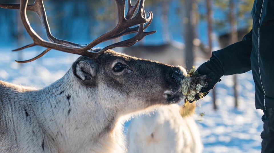 Ivalo: Magical Moments at the Reindeer Farm - Final Thoughts
