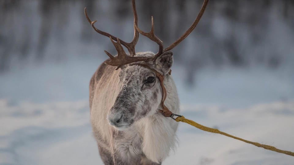 Ivalo: Magical Moments at the Reindeer Farm - FAQ