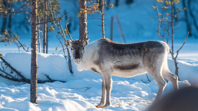 Ivalo: Northern Lights and Reindeer Farm Experience - Key Points