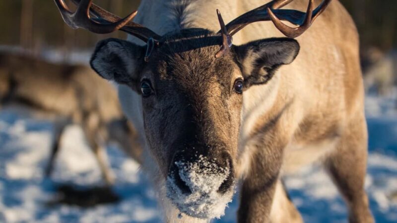 Ivalo: Northern Lights and Reindeer Farm Experience - Who Will Love This Tour?