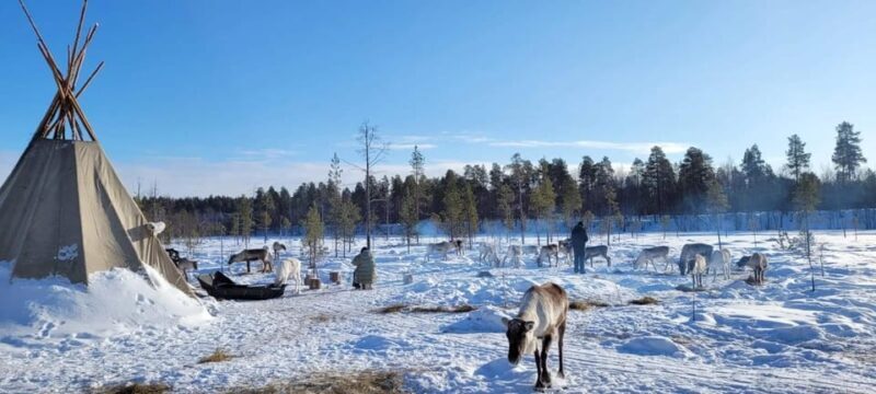 Ivalo: Northern Lights and Reindeer Farm Experience - The Sum Up: Who Should Consider This Experience?