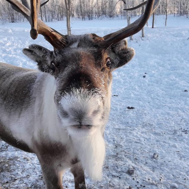 Ivalo: Snowmobile Safari, Meet and Feed Reindeers with Lunch - An In-Depth Look at the Tour Experience