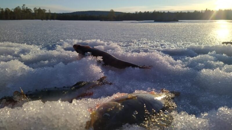 Ivalo:Sleighride Tour and Fishing on a Lake in the Wild - FAQ