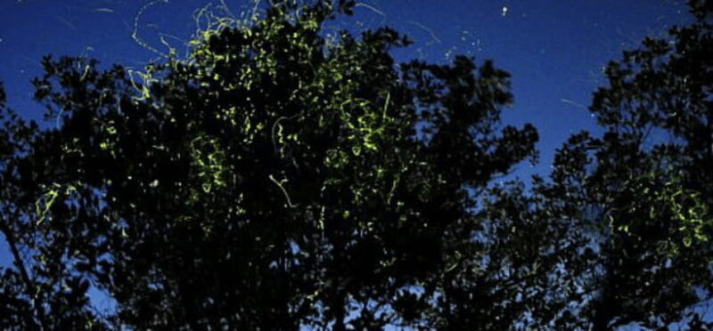 Iwahig Firefly Watching Tour| Puerto Princesa - An In-Depth Look at the Iwahig Firefly Watching Tour