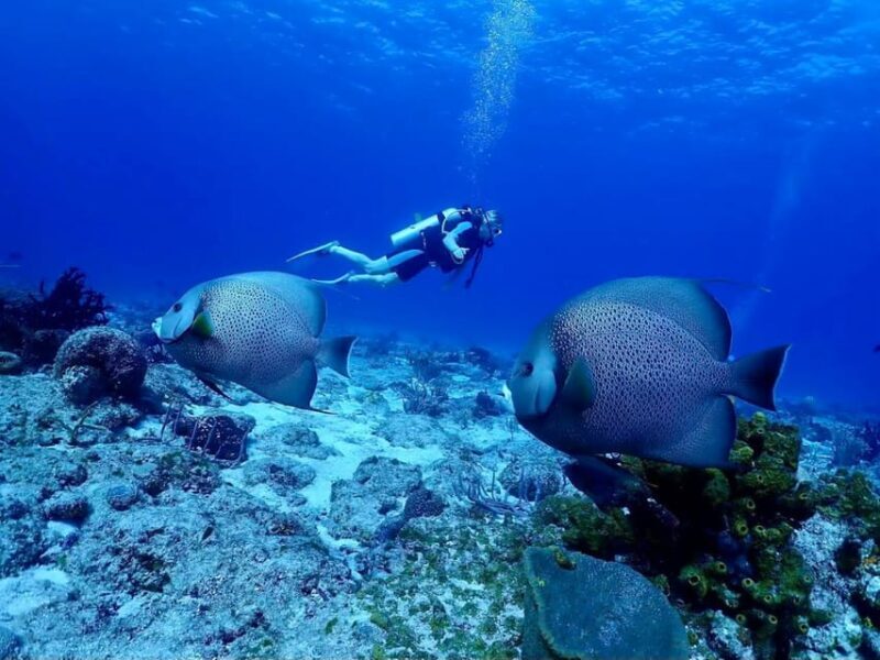 Ixtapa: Nighttime Underwater Exploration at Piedra Solitaria - Frequently Asked Questions