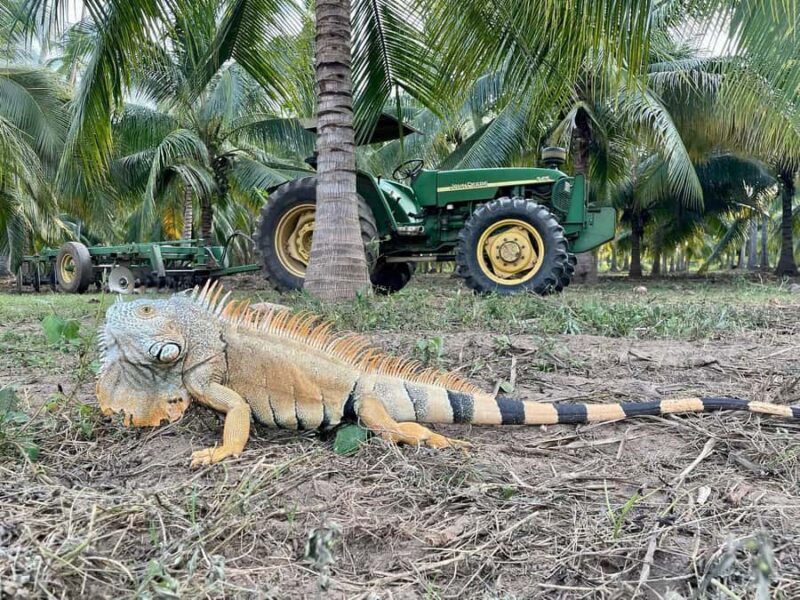 Ixtapa Zihuatanejo Archaeological Zone and Coconut Museum Tour - An Introduction to the Tour Experience