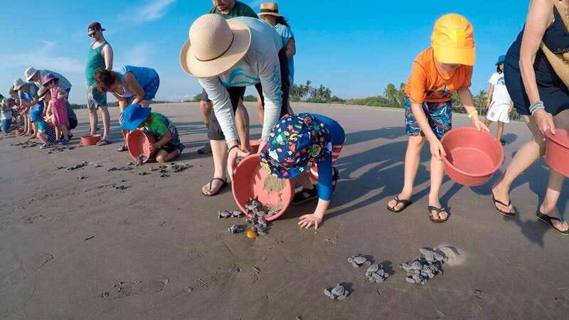 Ixtapa-Zihuatanejo: Turtle Release Tour. - Key Points