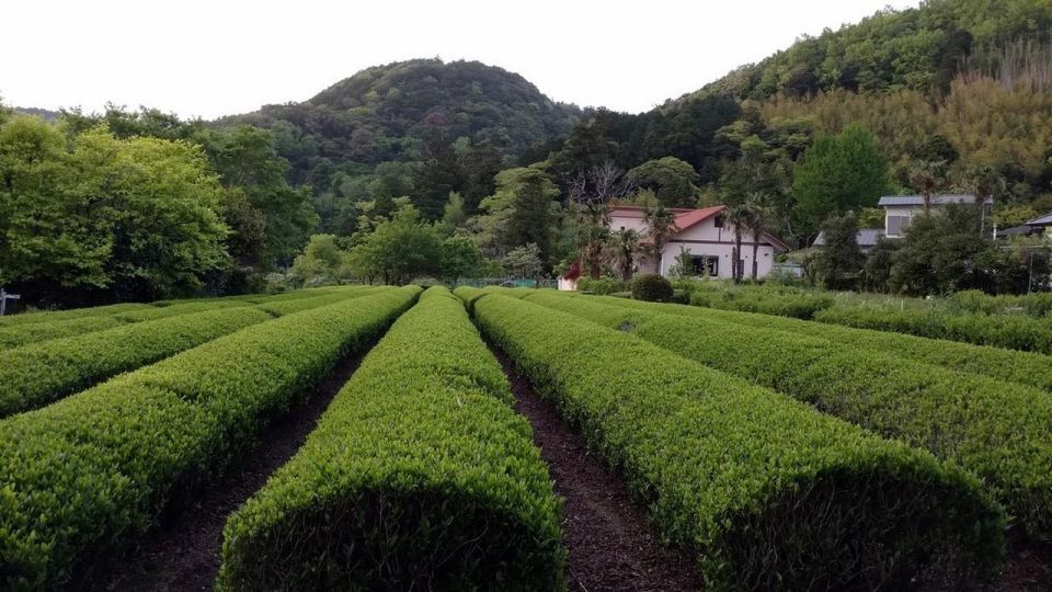 Izu Peninsula: Ike Village Experience - Key Points
