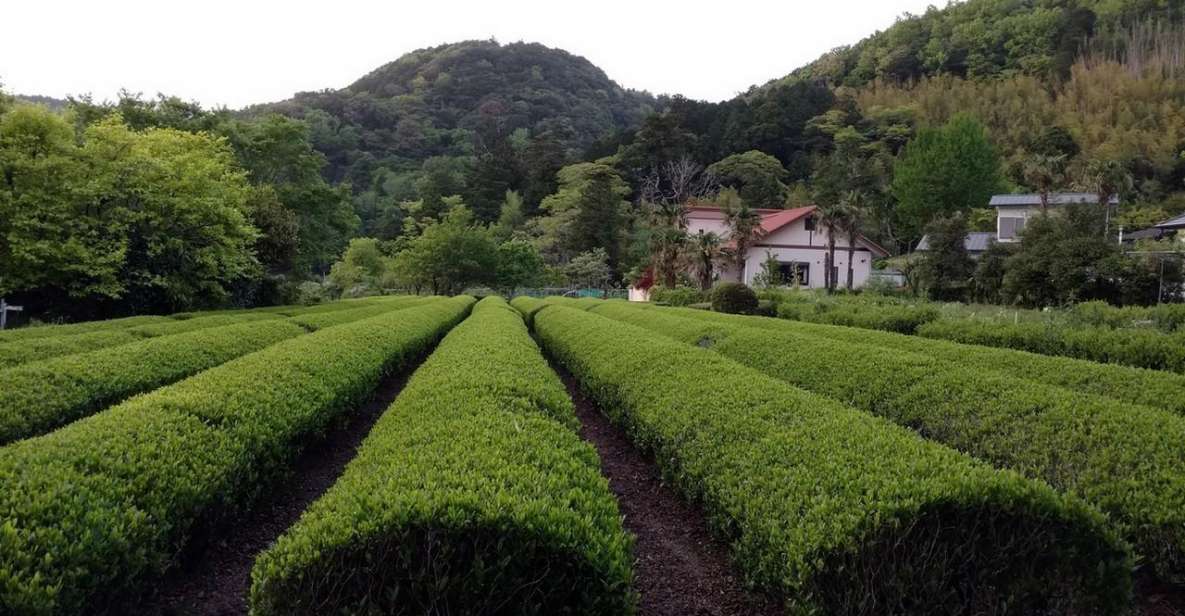 Izu Peninsula: Ike Village Experience - Understand Japanese Culture and History