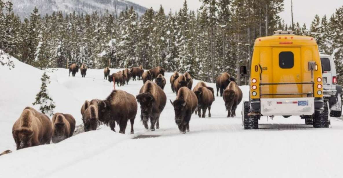 Jackson: 4-Day Grand Teton & Yellowstone Winter Tour - Itinerary