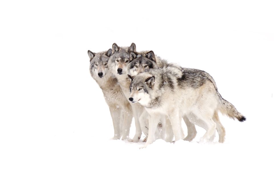Jackson: 4-Day Grand Teton & Yellowstone Winter Tour - Important Information