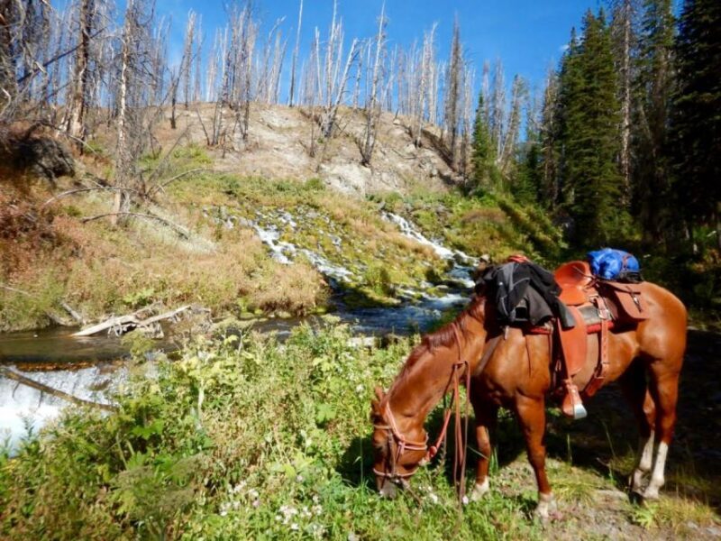 Jackson Hole: Bridger-Teton National Forest Horseback Ride - An In-Depth Look at the Jackson Hole Horseback Ride