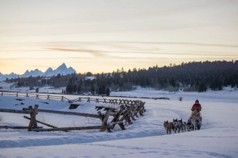 Jackson Hole: Dogsledding Tour with Hot Chocolate - Jackson Hole: Dogsledding Tour with Hot Chocolate