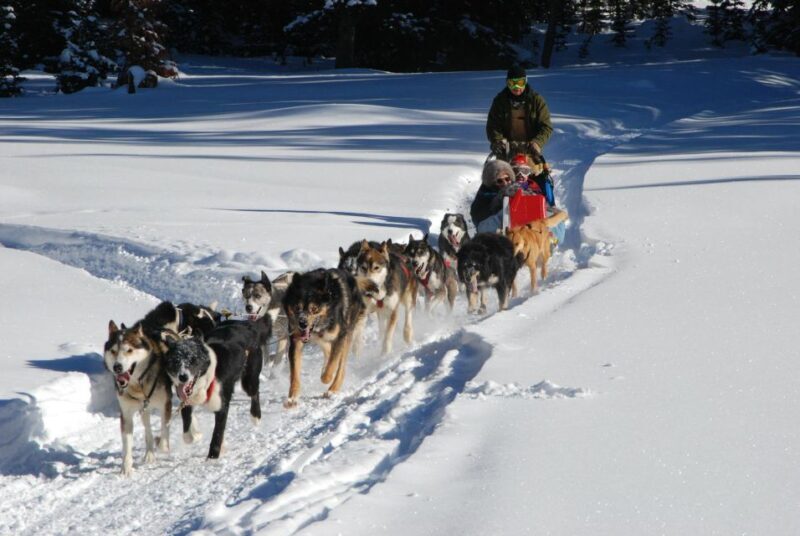 Jackson Hole: Dogsledding Tour with Hot Chocolate - An Authentic Dogsledding Adventure in Jackson Hole