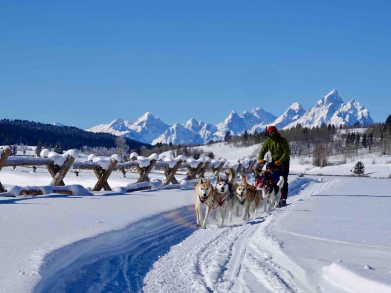 Jackson Hole: Dogsledding Tour with Hot Chocolate - The Hot Chocolate Finish