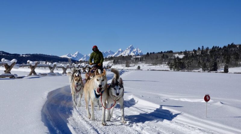 Jackson Hole: Dogsledding Tour with Hot Chocolate - Price and Value