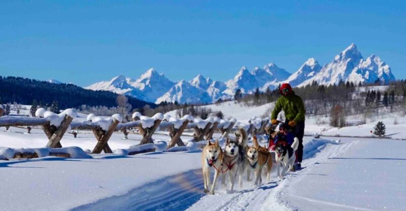 Jackson Hole: Dogsledding Tour with Hot Chocolate - Guides and Reviews: What Travelers Say