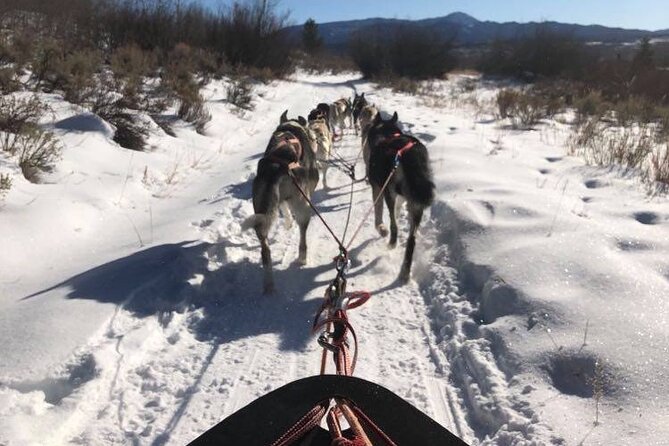 Jackson Hole Full-Day Dog Sledding and Snowmobiling Combo Trip - Customer Feedback