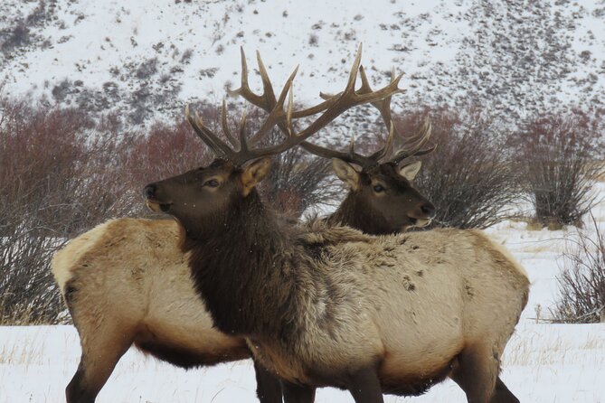 Jackson Hole & Grand Teton Park - Full-Day Wildlife Tour - Wildlife Sightings