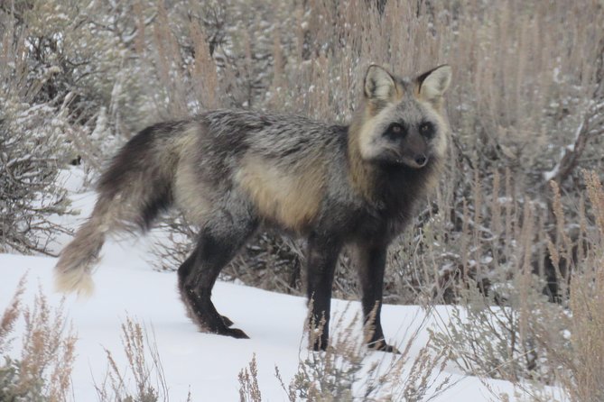 Jackson Hole & Grand Teton Park - Half-Day Wildlife Tour - Afternoon - Inclusions