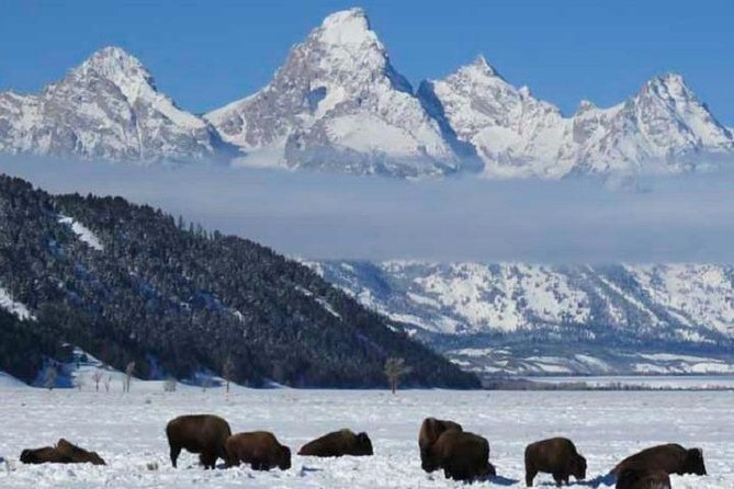 Jackson Hole & Grand Teton Park - Half-Day Wildlife Tour - Morning - Participation Requirements